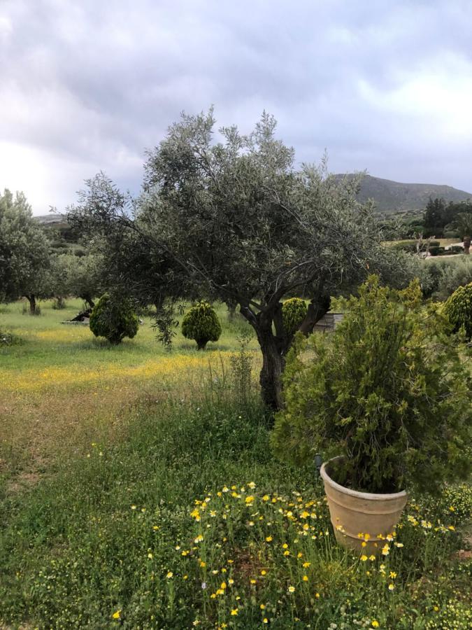 Gasthaus Olive Grove Anavyssos Exterior foto