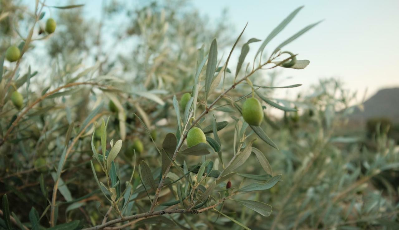 Gasthaus Olive Grove Anavyssos Exterior foto